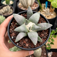 Rare Cactus, Ariocarpus Trigonus Seed Grown
