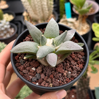 Rare Cactus, Ariocarpus Trigonus Seed Grown