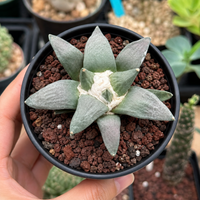 Rare Cactus, Ariocarpus Trigonus Seed Grown
