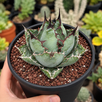 Agave Titanota Succulent - Blue Whale with White Margins