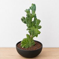 WYSIWYG - Rare Cactus - Myrtillocactus Geometrizans Crested var. Fred - 1581