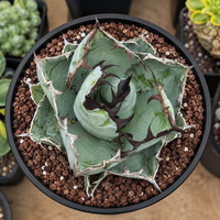 Agave Titanota Succulent - Blue Whale with White Margins