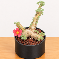 WYSIWYG - Rare Cactus – Monsonia Peniculina 0001