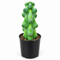 Rare Boobie Cactus, Myrtillocactus geometrizans ‘Fukurokuryuzinboku’, 6"-8", Unique Mother’s Day Gift