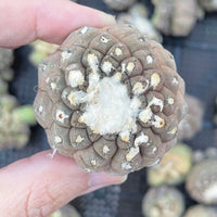 Copiapoa Hypogaea Rare Cactus, Unique Plant for Perfect Gift Collections