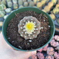 Copiapoa Hypogaea Rare Cactus, Unique Plant for Perfect Gift Collections