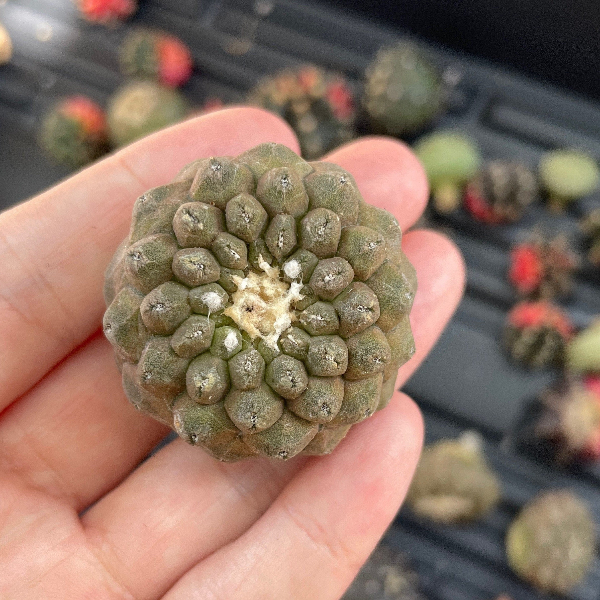 Copiapoa Hypogaea Rare Cactus, Unique Plant for Perfect Gift Collectio– 1am  Succulents