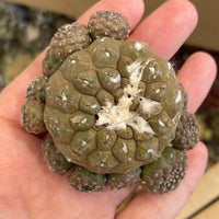 Copiapoa Hypogaea Rare Cactus, Unique Plant for Perfect Gift Collections