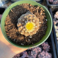 Copiapoa Hypogaea Rare Cactus, Unique Plant for Perfect Gift Collections
