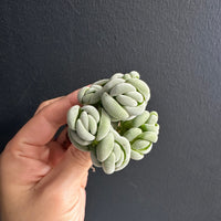 Crassula Alstonii (3”), Rare Succulent Plants, Crassula Exotic, Cluster