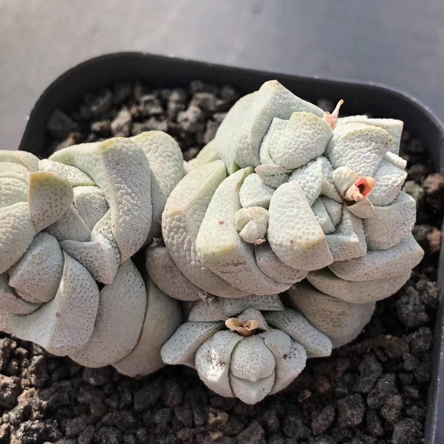 Crassula Deceptor Cluster, Rare Succulent Plants, Crassula Exotic– 1am  Succulents