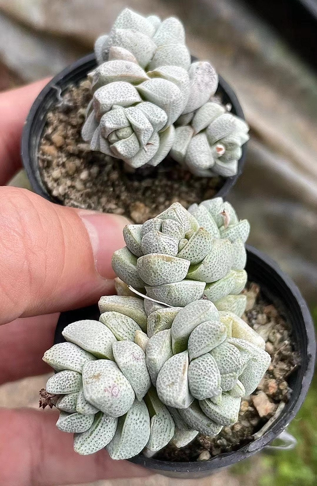 Crassula Deceptor Cluster, Rare Succulent Plants, Crassula Exotic– 1am  Succulents