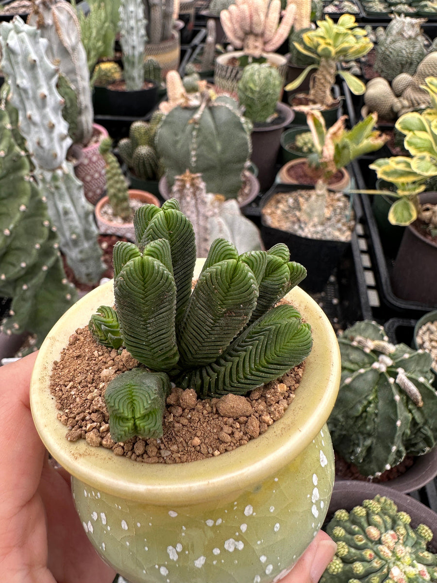 jurassic plant succulent Crassula Quadrangularis (2”-2.5”), Rare Succulent Plants, Crassula Exo– 1am Succulents
