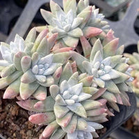 Dudleya White Gnoma Cluster - Rare Succulents 2.5" Live Plant