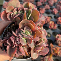 Echeveria Barbie Crested, Succulent Plant Unique Home Decor Gift Low Maintenance Greenery, Live Plant