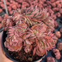 Echeveria Barbie Crested, Succulent Plant Unique Home Decor Gift Low Maintenance Greenery, Live Plant