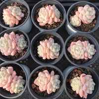 Echeveria Ice Green, Succulent Plant Unique Home Decor Gift Low Maintenance Greenery, Live Plant
