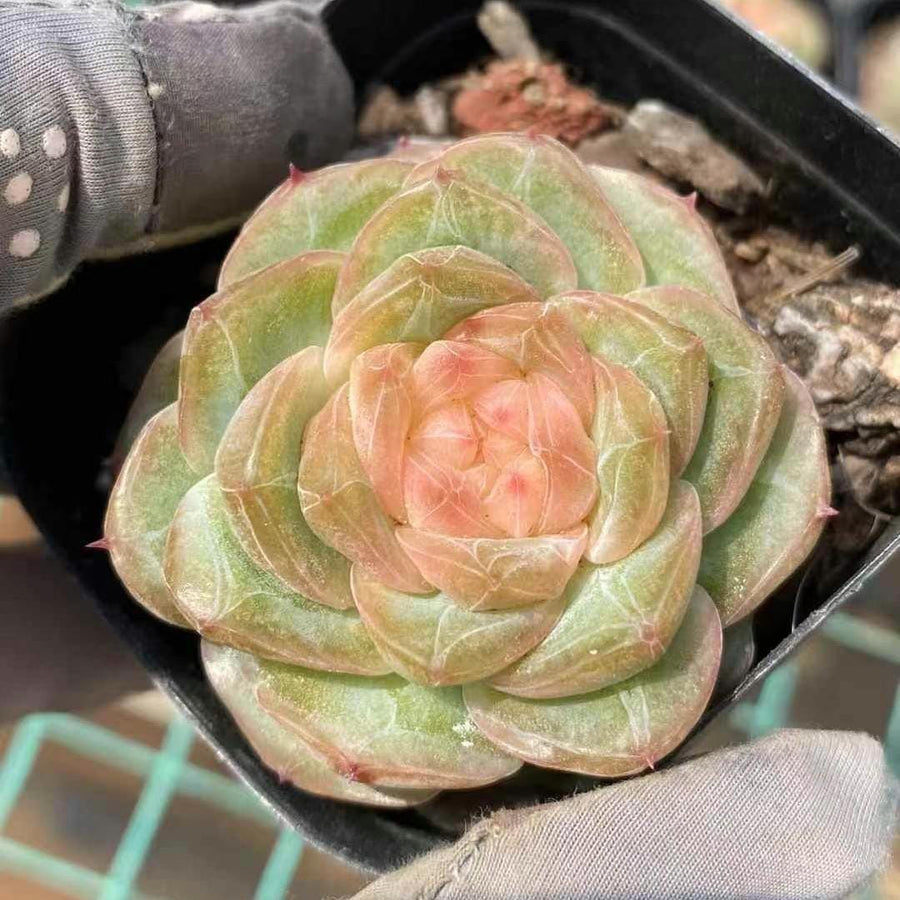 Echeveria Ice Lip, Succulent Plant, Home Decor Gift, Low Maintenance  Greenery, Live Plant