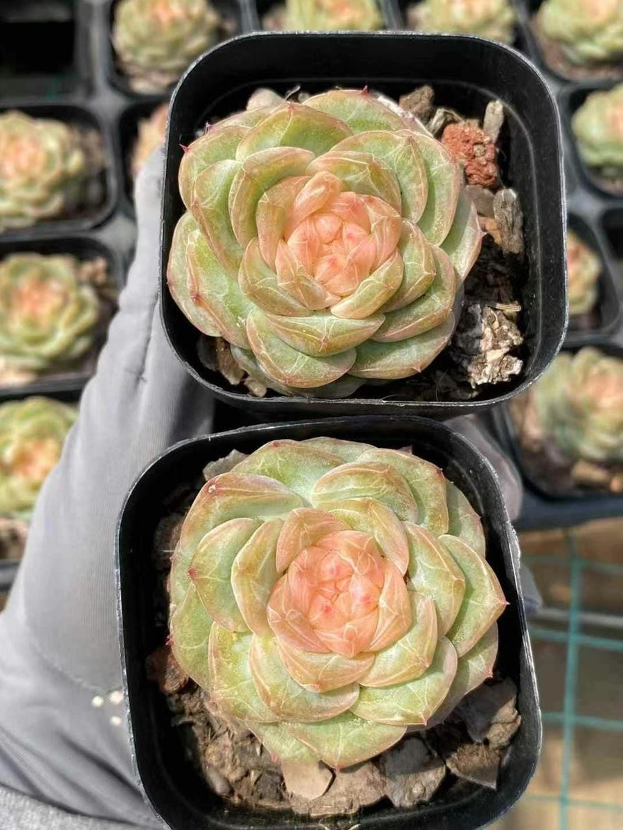 Echeveria Ice Lip, Succulent Plant, Home Decor Gift, Low Maintenance  Greenery, Live Plant