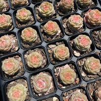 Echeveria Ice Lip, Succulent Plant, Home Decor Gift, Low Maintenance Greenery, Live Plant