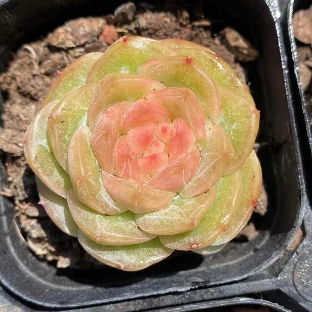 Echeveria Ice Lip, Succulent Plant, Home Decor Gift, Low Maintenance  Greenery, Live Plant