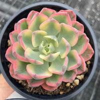 Echeveria Ice Lip, Succulent Plant Unique Home Decor Gift Low Maintenance Greenery, Live Plant