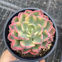Echeveria Ice Lip, Succulent Plant Unique Home Decor Gift Low Maintenance Greenery, Live Plant