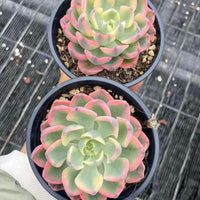 Echeveria Ice Lip, Succulent Plant Unique Home Decor Gift Low Maintenance Greenery, Live Plant