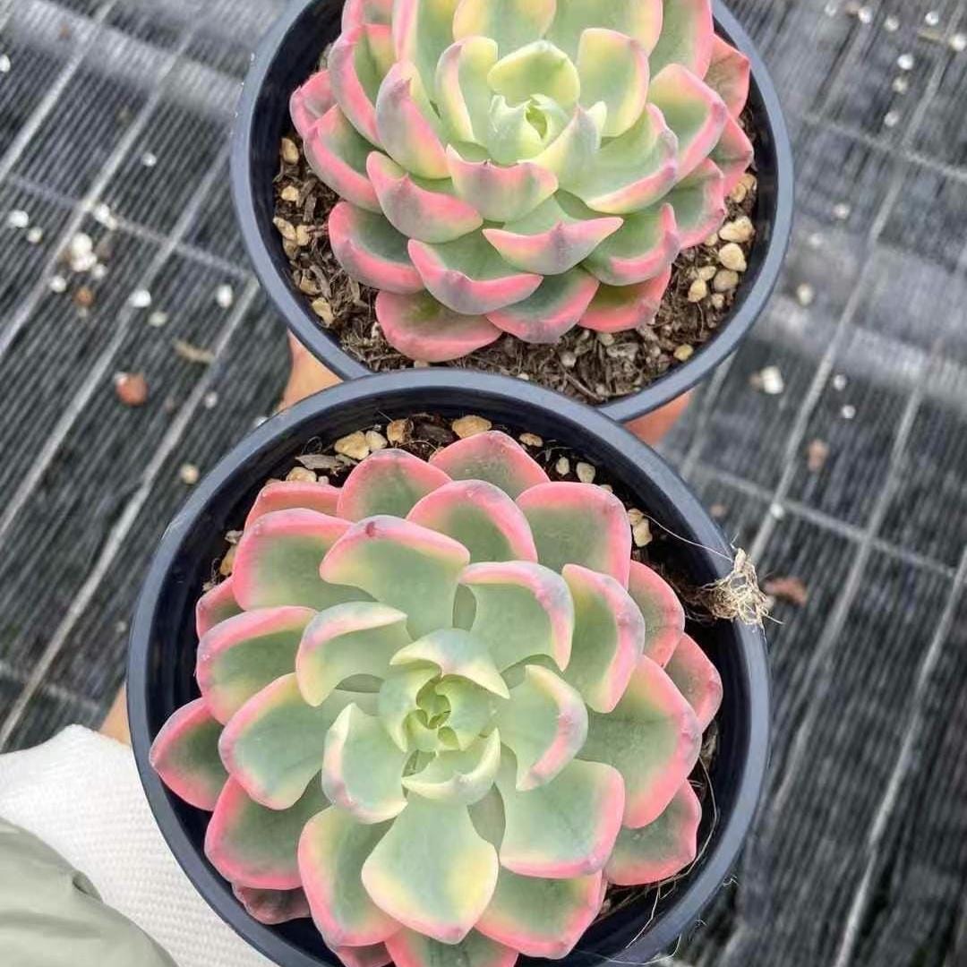 Echeveria Ice Lip, Succulent Plant Unique Home Decor Gift Low Maintena– 1am  Succulents