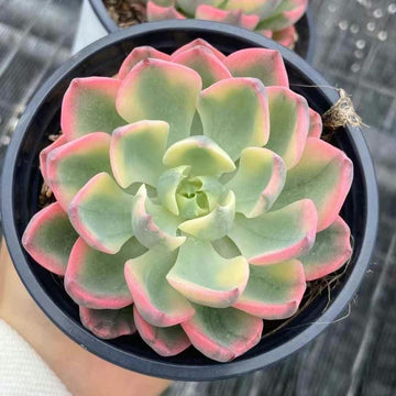 Echeveria– 1am Succulents