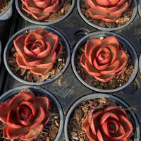 Echeveria Red Light, Succulent Plant Unique Home Decor Gift Low Maintenance Greenery, Live Plant