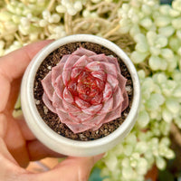 Echeveria Red Velvet Sugar Heart Cutting, Succulent Plant Unique Home Decor Gift Low Maintenance Greenery, Live Plant