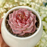 Echeveria Red Velvet Sugar Heart Cutting, Succulent Plant Unique Home Decor Gift Low Maintenance Greenery, Live Plant