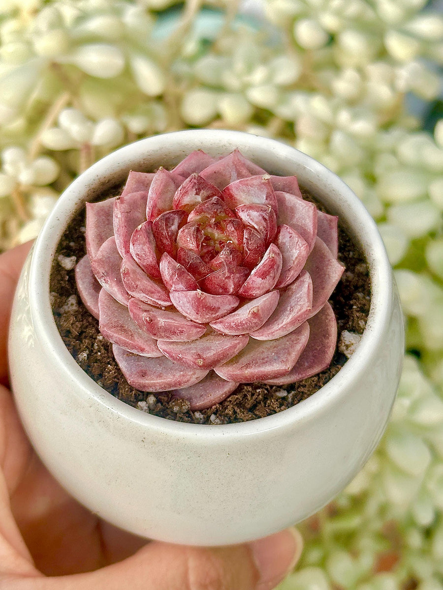 Echeveria Red Velvet Sugar Heart Cutting, Succulent Plant Unique Home Decor  Gift Low Maintenance Greenery, Live Plant