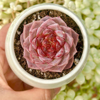 Echeveria Red Velvet Sugar Heart Cutting, Succulent Plant Unique Home Decor Gift Low Maintenance Greenery, Live Plant