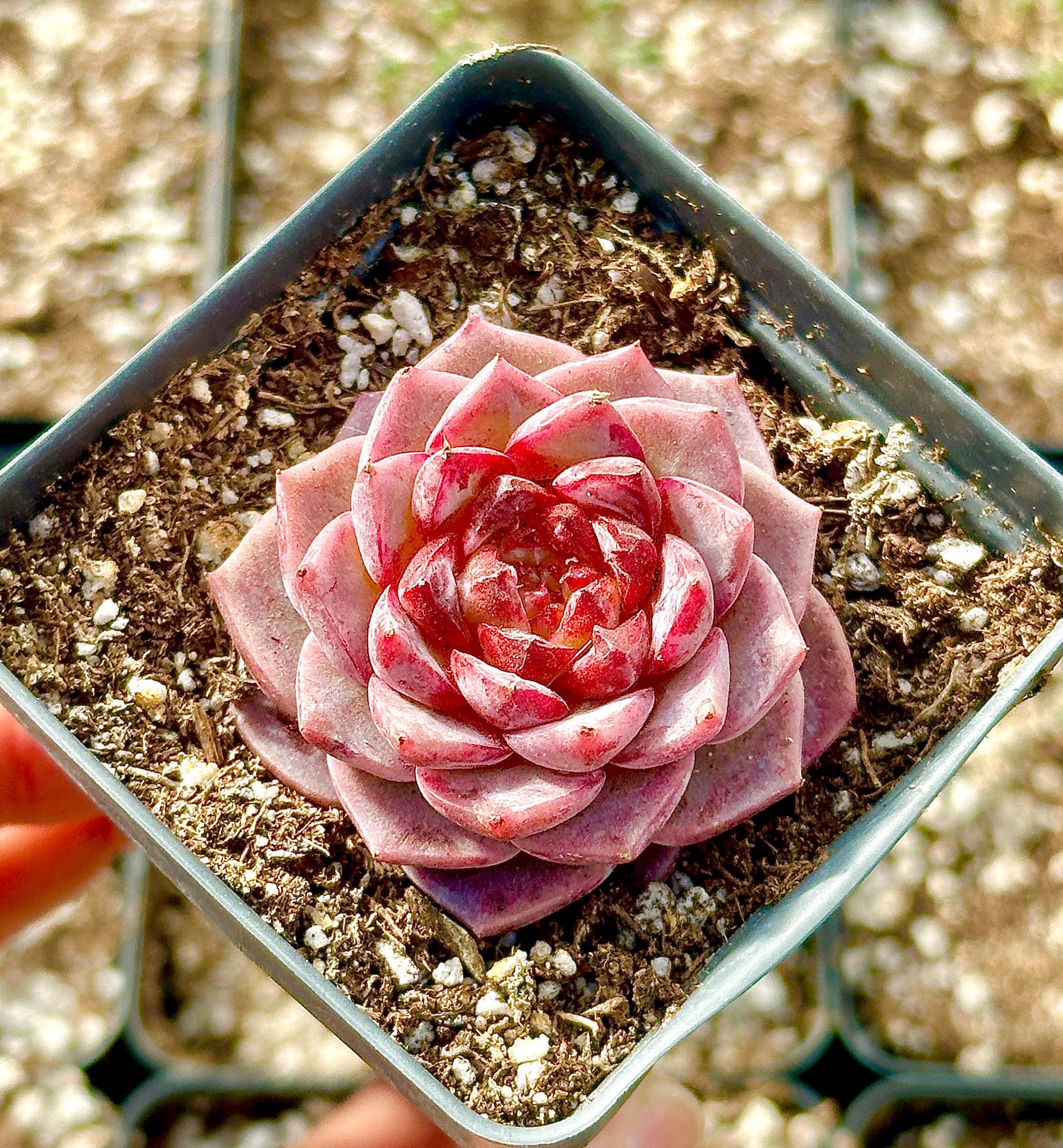 red velvet succulent plant Echeveria Red Velvet Sugar Heart Cutting, Succulent Plant Unique Home – 1am  Succulents