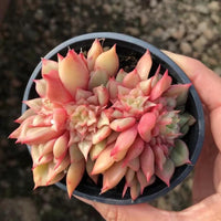 Echeveria Teslas, Succulent Plant Unique Home Decor Gift Low Maintenance Greenery, Live Plant