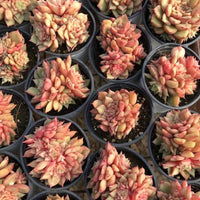 Echeveria Teslas, Succulent Plant Unique Home Decor Gift Low Maintenance Greenery, Live Plant