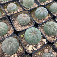 Euphorbia Obesa Cutting (1.5”), Live Plant, Rare Succulent, Baseball Euphorbia