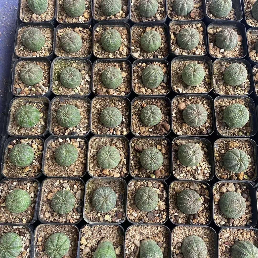 obesa succulent Euphorbia Obesa Cutting (1.5”), Live Plant, Rare Succulent, Baseball E– 1am Succulents