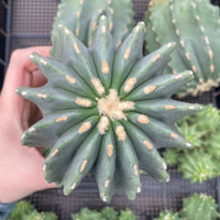 Ferocactus Glaucescens Inermis 3 inch, Rare Cactus Stunning Succulent