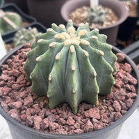Ferocactus Glaucescens Inermis 3 inch, Rare Cactus Stunning Succulent