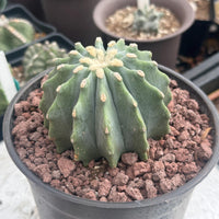 Ferocactus Glaucescens Inermis 3 inch, Rare Cactus Stunning Succulent