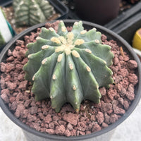 Ferocactus Glaucescens Inermis 3 inch, Rare Cactus Stunning Succulent