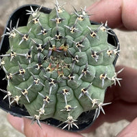 Gymnocalycium Bodenbenderianum Black Spine – Rare Cactus Live Plant – Unique Spiny Succulent – Easy Indoor Houseplant