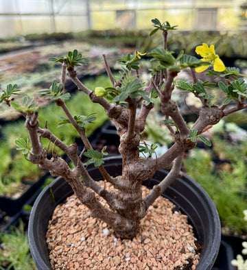 Rare Senna Meridionalis Bonsai Succulent Tree Old Stem – WYSIWYG