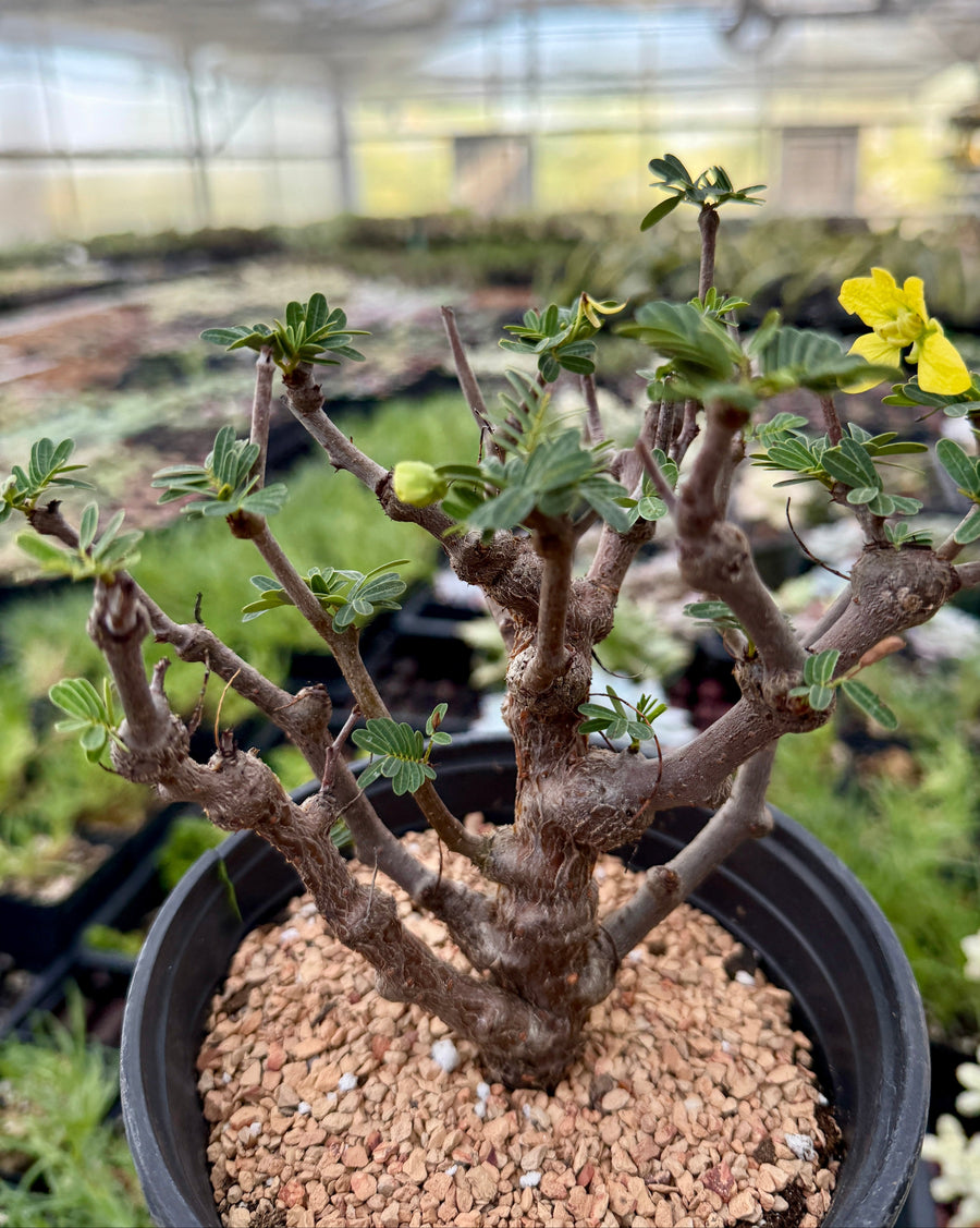 Rare Senna Meridionalis Bonsai Succulent Tree Old Stem – WYSIWYG