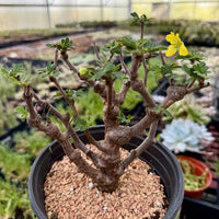 Rare Senna Meridionalis Bonsai Succulent Tree Old Stem – WYSIWYG