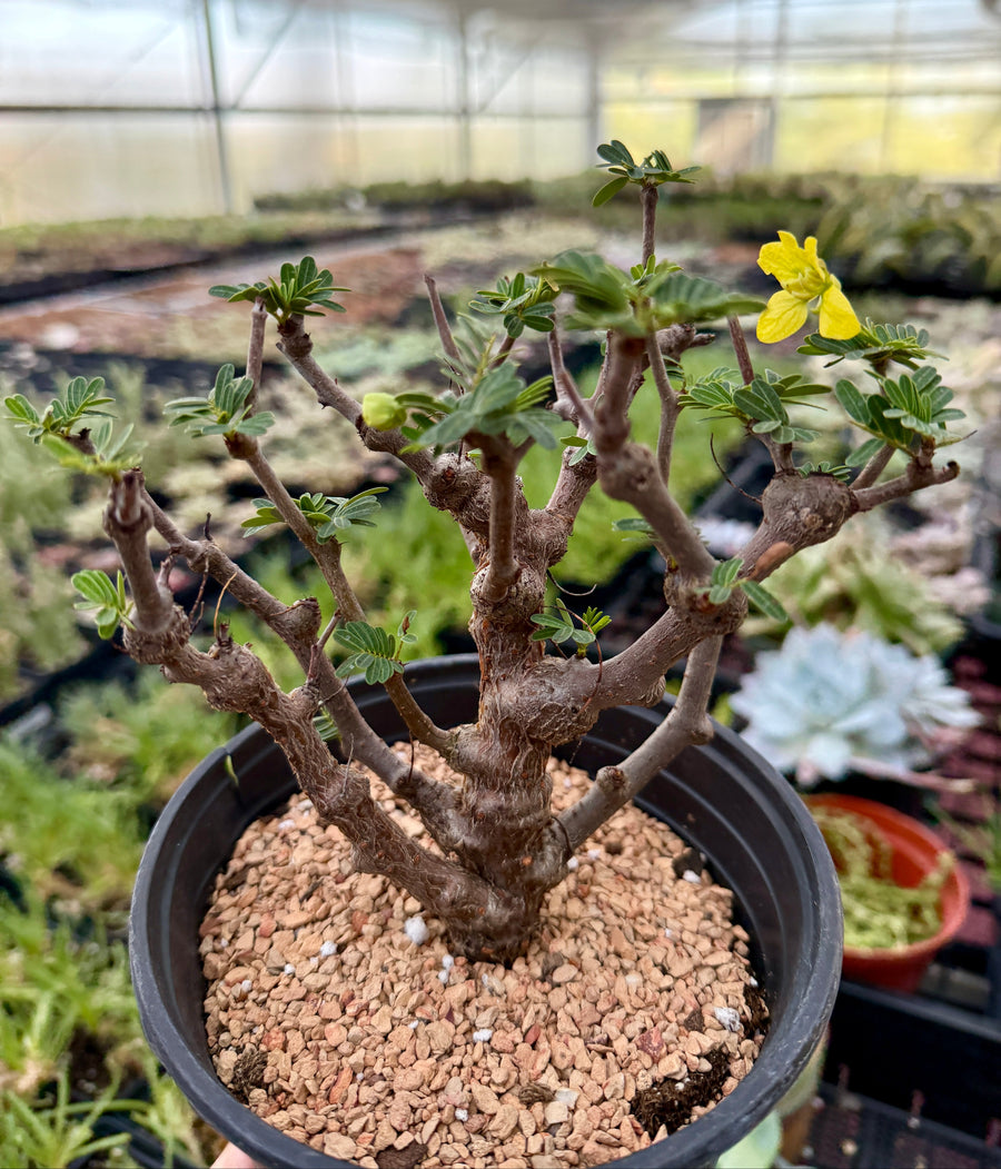Rare Senna Meridionalis Bonsai Succulent Tree Old Stem – WYSIWYG