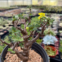 Rare Senna Meridionalis Bonsai Succulent Tree Old Stem – WYSIWYG